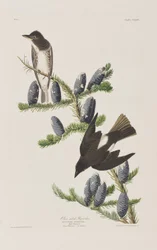 Ilustrace z 