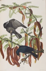 Ilustrace z 