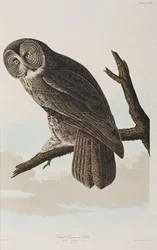 Ilustrace z 