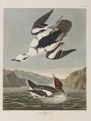 Ilustrace z 