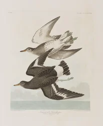 Ilustrace z 