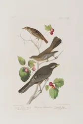 Ilustrace z 