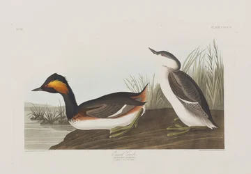 Ilustrace z 