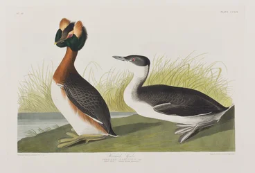 Ilustrace z 