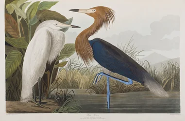 Ilustrace z 