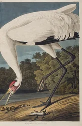 Ilustrace z 