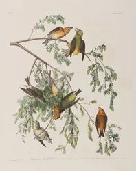 Ilustrace z 