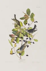 Ilustrace z 