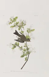 Ilustrace z 