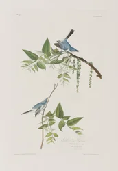 Ilustrace z 