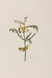 Ilustrace z 