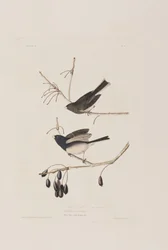 Ilustrace z 