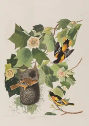 Ilustrace z 
