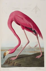 Ilustrace z 