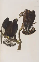 Ilustrace z 