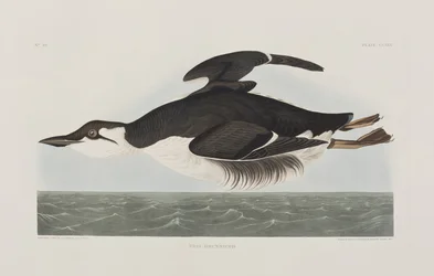 Ilustrace z 