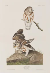 Ilustrace z 