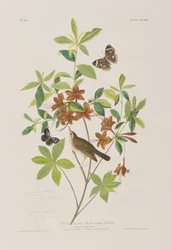 Ilustrace z 