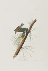 Ilustrace z 