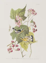 Ilustrace z 