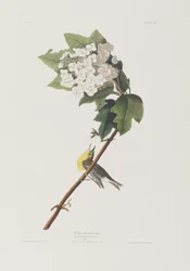 Ilustrace z 