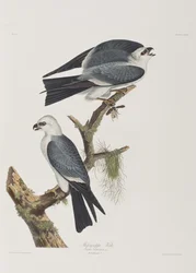 Ilustrace z 