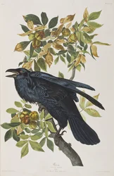 Ilustrace z 