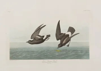 Ilustrace z 