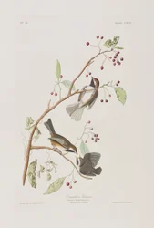 Ilustrace z 