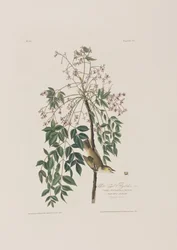 Ilustrace z 