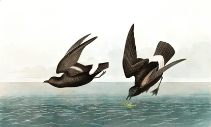 Nejméně bouřlivý bouřlivák, Thalassidroma Pelagica, z "The Birds of America" od Johna J. Audubona, hospoda. 1827-38