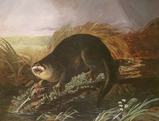 Vydra chycena do pasti