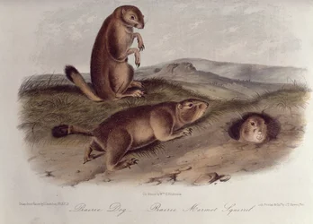 Prairie Dog z 