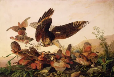 Jestřáb s červenými rameny útočící na Bobbílé koroptve, 1827