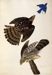 Stanley Hawks. Z The Birds of America, 1827-1838.