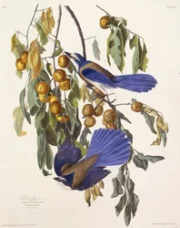 Sojka floridská. Z The Birds of America, 1827-1838.