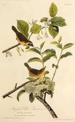 Žlutohrot z Marylandu. Z The Birds of America, 1827-1838.