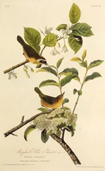 Žlutohrot z Marylandu. Z The Birds of America, 1827-1838.