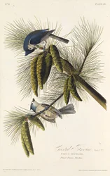 Sýkora černohřebená. Z knihy Ptáci Ameriky, 1827-1838.