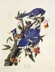 Modrá sojka. Z The Birds of America, 1827-1838.