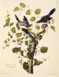 Ťuhýk obecný. Z The Birds of America, 1827-1838.