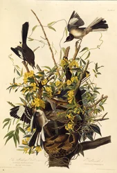Posměvač severní. Z The Birds of America, 1827-1838.
