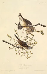 Písničkový vrabec. Z The Birds of America, 1827-1838.