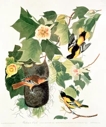 Tulipán: Liriodendron tulipifera, z 