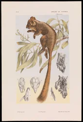 Possum Leadbeaterův, Gymnobelideus leadbeateri