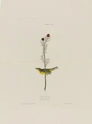Selbys Fly Catcher, z Birds of America, vyryl Robert Havell (1793-1878)