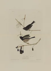 Snow Bird, z Birds of America, vyryl Robert Havell (1793-1878)