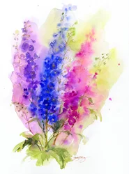 Delphinium, 2016, (akvarel)