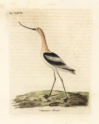 Americký avocet, Recurvirostra americana. Ručně kolorovaný mědirytin nakreslený a vyrytý Johnem Lathamem z jeho vlastní A General History of Birds, Winchester