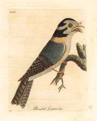 Puštík australský, Aegotheles cristatus nebo žabinec hnědožlutý, Podargus strigoides? (Kozlík páskovaný, Caprimulgus vittatus.) Ručně kolorovaný mědiryt nakreslený a rytý Johnem Lathamem z jeho vlastní Obecná historie ptáků, Winchester